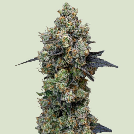 Orbital Banana F1 -  3 u. fem. Royal Queen