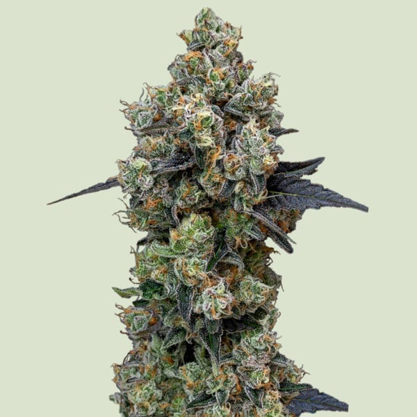 Orbital Banana F1 - 10 u. fem. Royal Queen