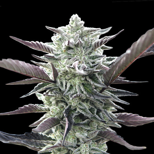 Oreoz 100 u. fem. 00 Seeds