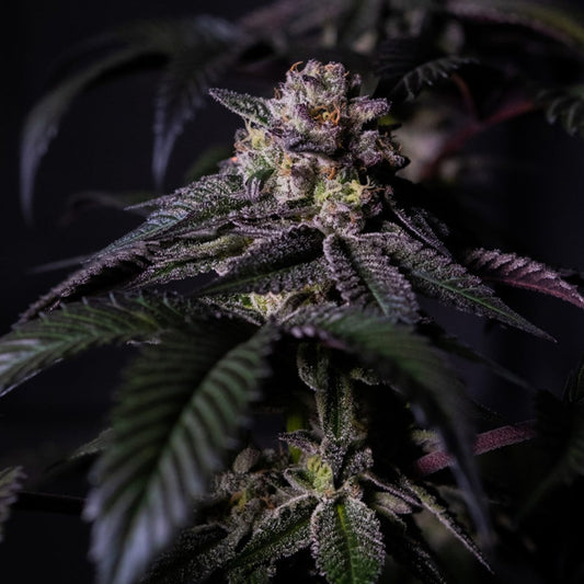 Oreoz Milkshake 3 u. fem. Positronics Seeds