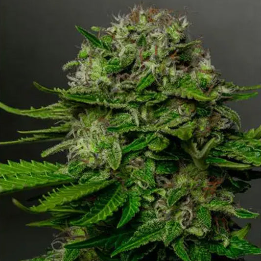 Oreoz x Spritzer 3+1 pc. fem. Vision Seeds