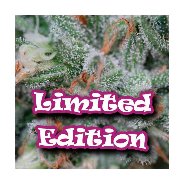 Original Gangster Ltd. Ed. Dr. Underground