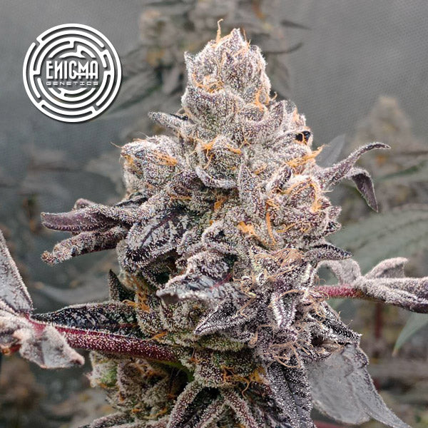 Original Sunset Sherbert 3 pz. fem Enigma Genetics