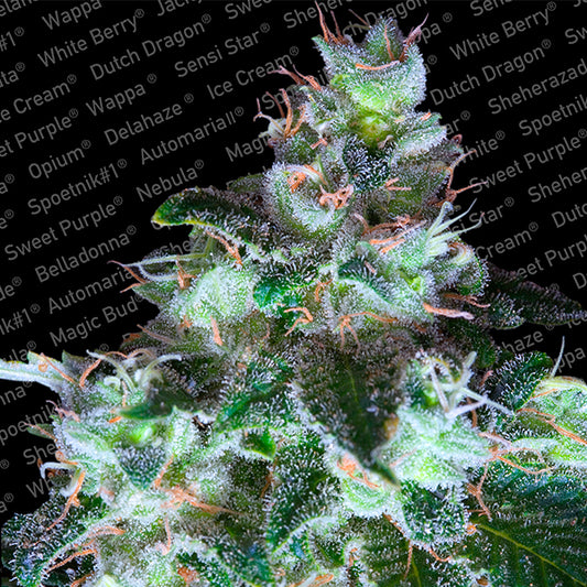 Original White Widow 10 pcs. fem. Paradise Seeds
