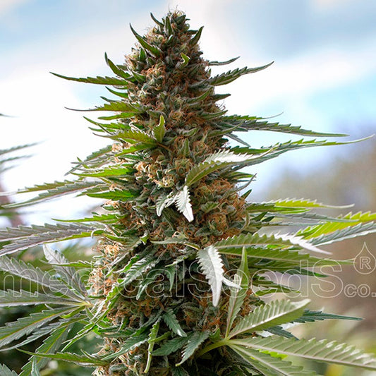 Over Dawg 10 u. fem. Medical Seeds