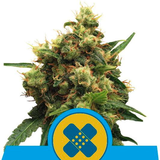 Painkiller XL 3 u. fem. Royal Queen