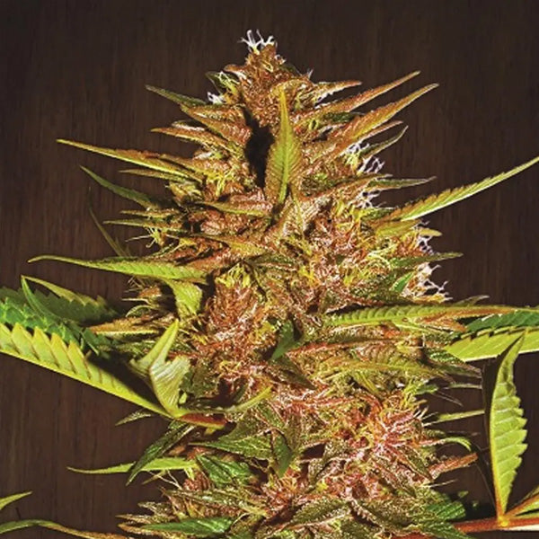 Pakistan Chitral Kush   5 u. Regular Ace Seeds