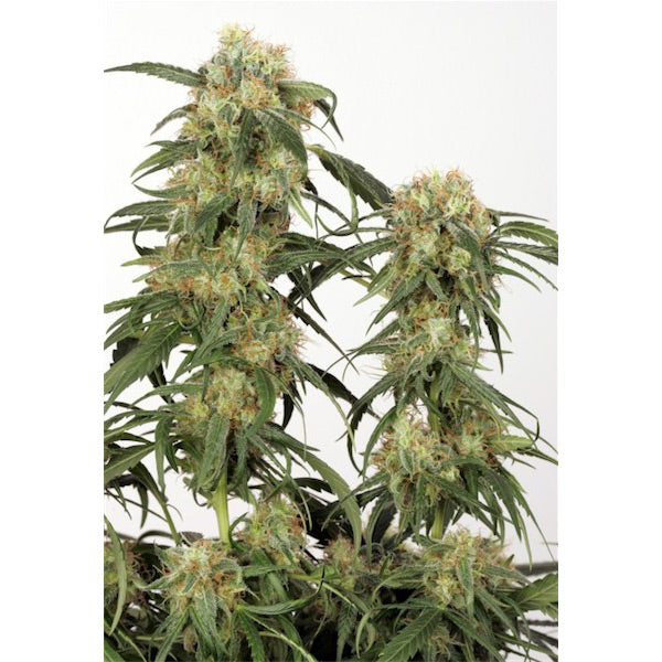 Pamir Gold 1 pz. fem. Dutch Passion