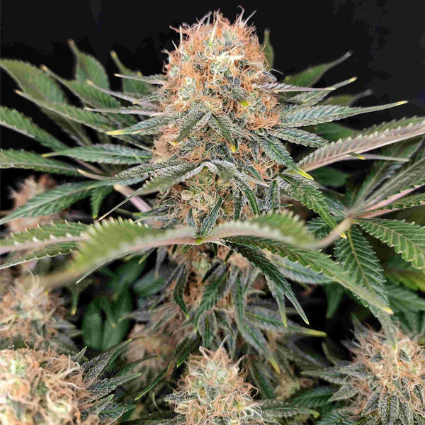 Panakeia High Terpenes CBG  10 fem. Buddha Seeds