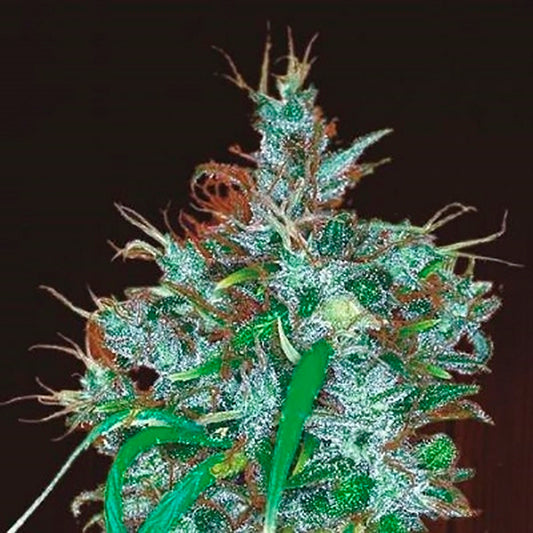Panama Haze 5 u. fem. Ace Seeds