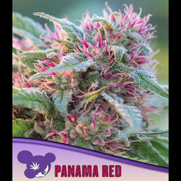 Panama Red 10 u. fem Anesia