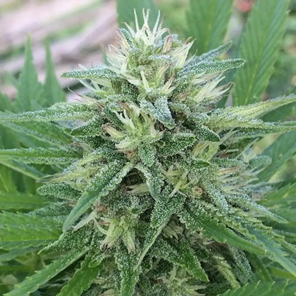 Panama x Bangi Haze   5 u. Regular Ace Seeds
