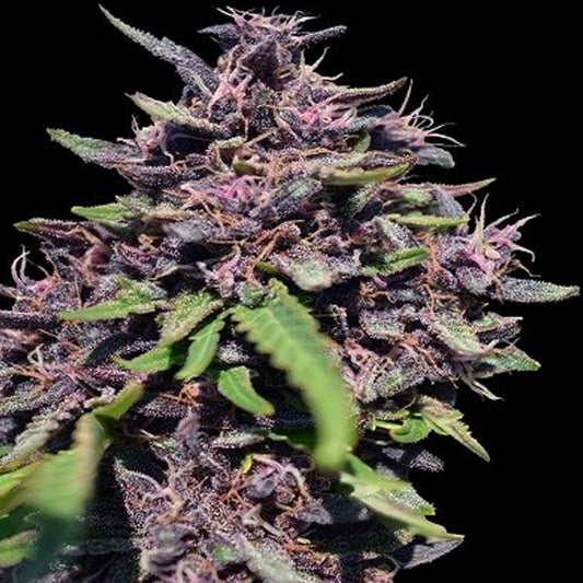 Panama x PCK 5 u. fem. Ace Seeds