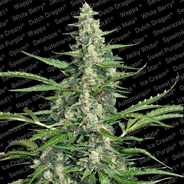 Pandora 5 u. femminizzata Paradise Seeds