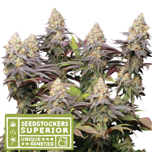 Panty Punch fem. 5 pc. Seedstockers Superior