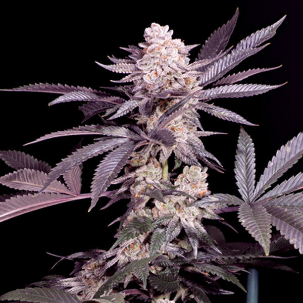 Papaya   4 u. fem Sacred Terps