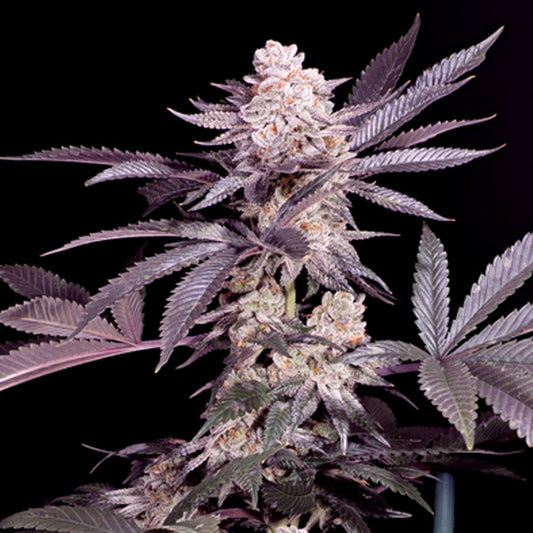Papaya   4 u. fem Sacred Terps