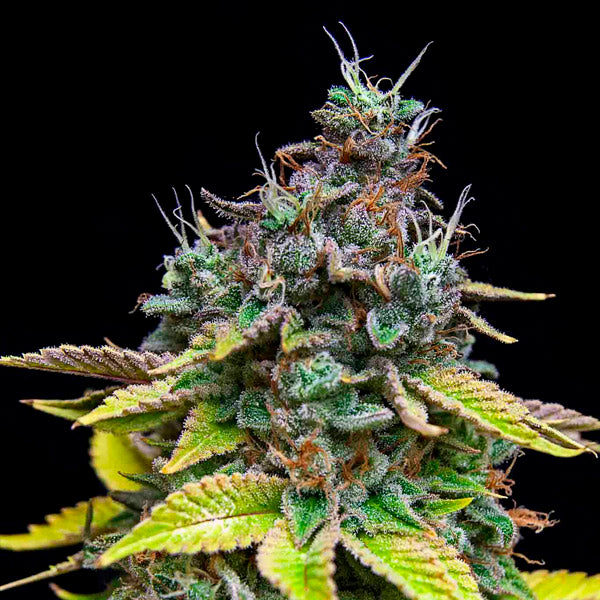 Papaya Cooler 5 u. fem Edizione Limitata Grateful Seeds