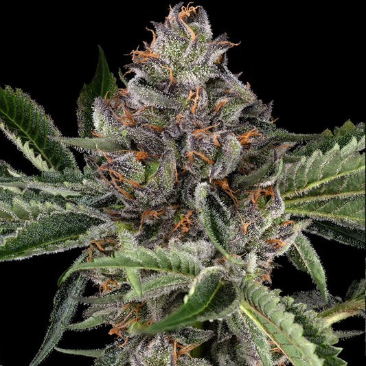 Papaya Jealousy 10 u. fem. Sensi Seeds
