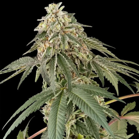 Papaya Roll   5 u. fem. White Label