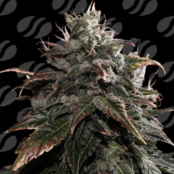 Papaya Stank  3 u. fem. Original Sensible