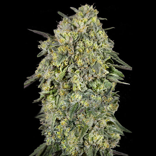 Papaya Triploid   1 u. fem. Advanced Seeds