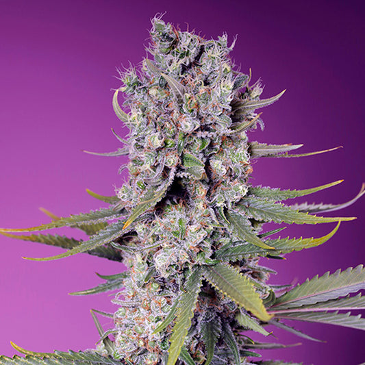 Papaya Zoap F1 Fast Version 5+2 u. fem. Sweet Seeds