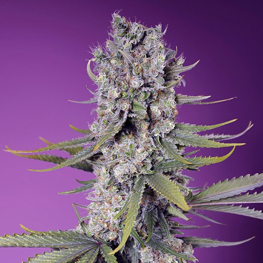 Papaya Zoap Fast Version 100 u. fem. Granel Profesionales Sweet Seeds