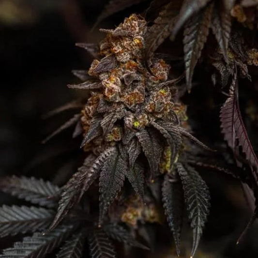 Papayton 3 pcs. fem. FastBuds Seeds