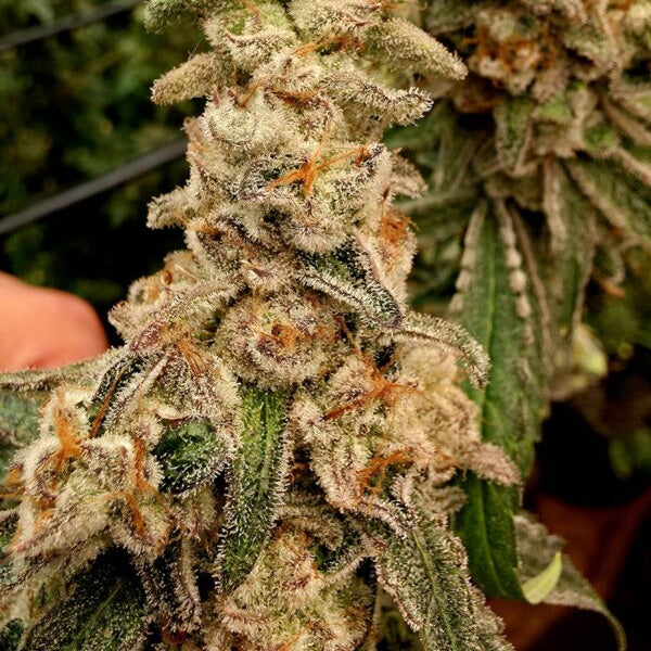Patinum Capone 3 ud. fem Elev8 Seeds