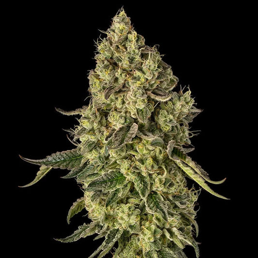Peach Cake  5 ud Silent Seeds x Cookies