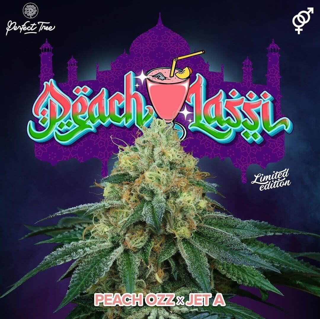 Peach Lassi 3+1 u. fem Perfect Tree
