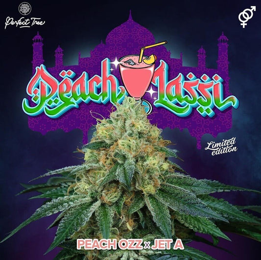 Peach Lassi 6 pc. fem Perfect Tree