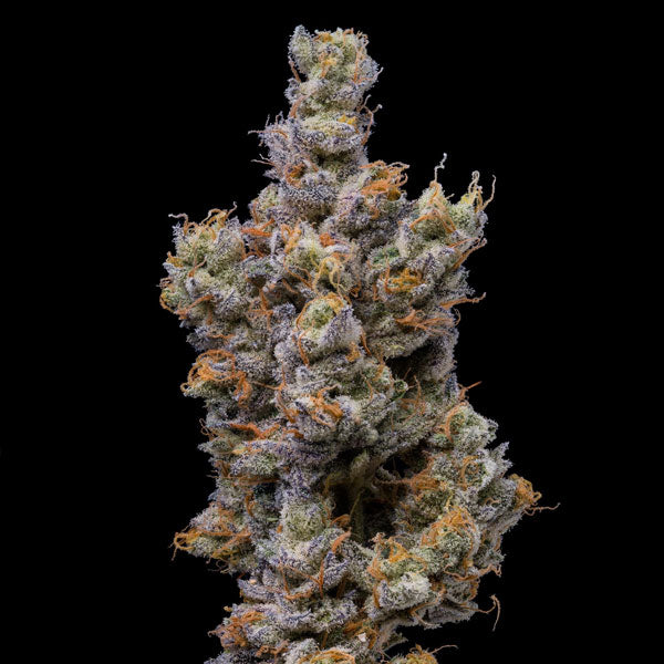 Peach Tea 6 u. fem Cookies Seed Bank