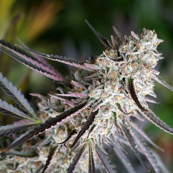 Peanut Butter Breath Fast Flowering 3 semi Humboldt Seed Organization