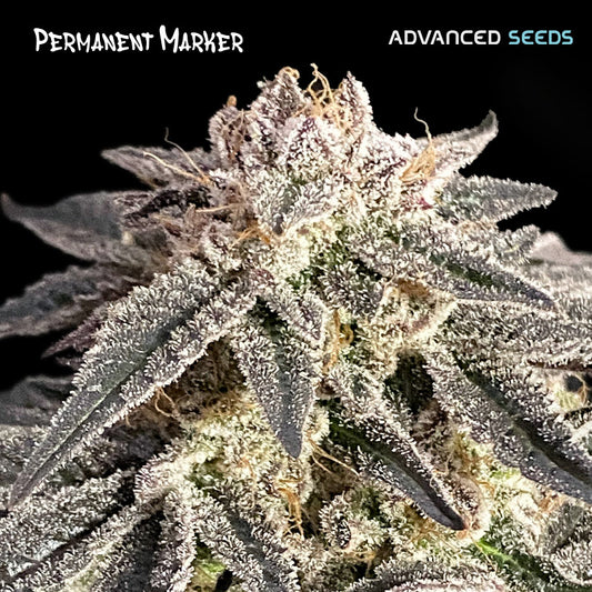 Permanent Marker 1 pc. fem. Advanced Seeds