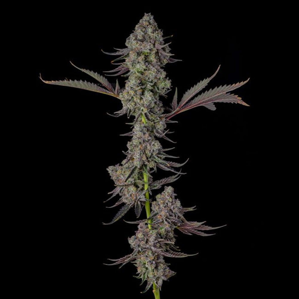 Philbo Baggins : Deadhead OG x Eye Candy - 7 u. Fem Compound Genetics
