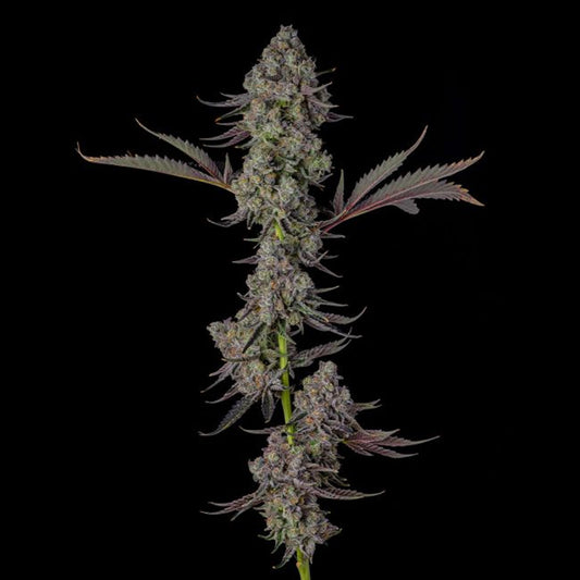 Philbo Baggins : Deadhead OG x Eye Candy - 7 u. Fem Compound Genetics