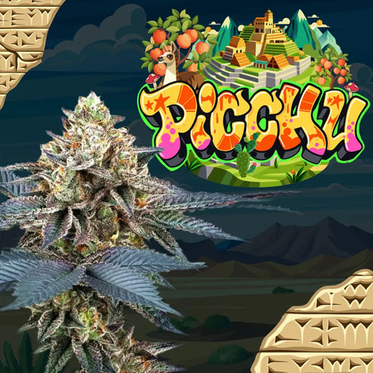 Picchu 3+1 u. fem Perfect Tree