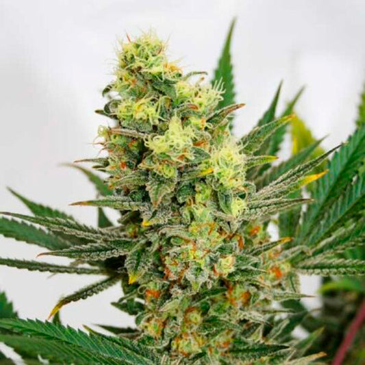 Pineapple Amnesia 1 u. fem. Garden of Green Seeds