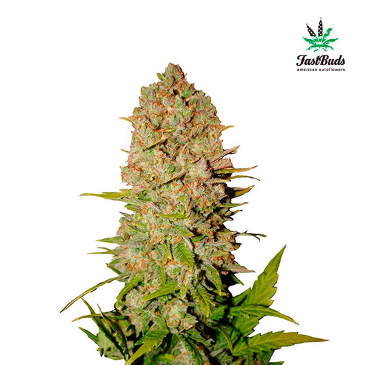 Pineapple Express Auto 5 pc. fem. FastBuds Seeds