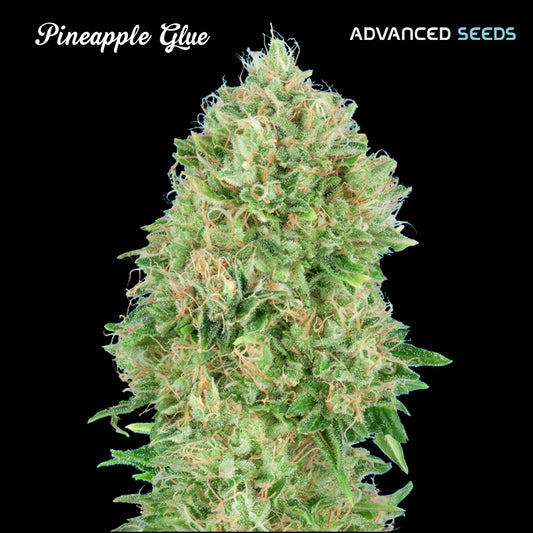 Pineapple Glue 1 pc. fem. Advanced Seeds
