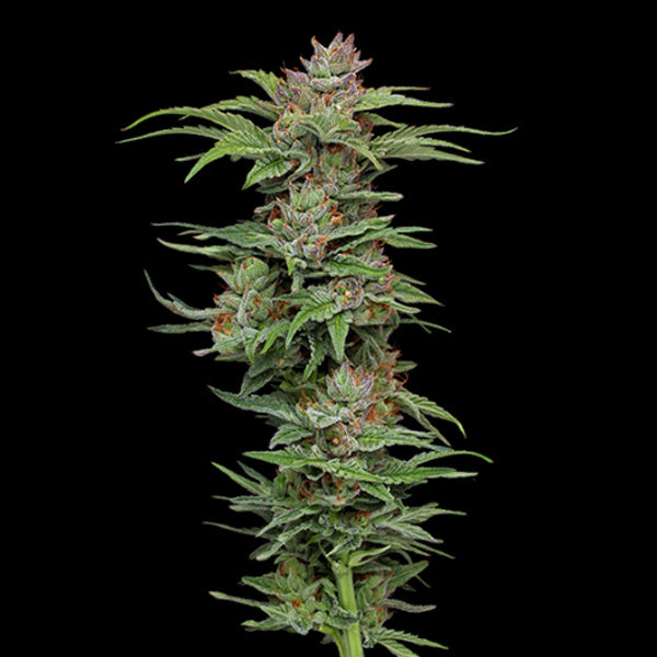 Pineapple Muffin 5 u. fem Humboldt Seeds Company