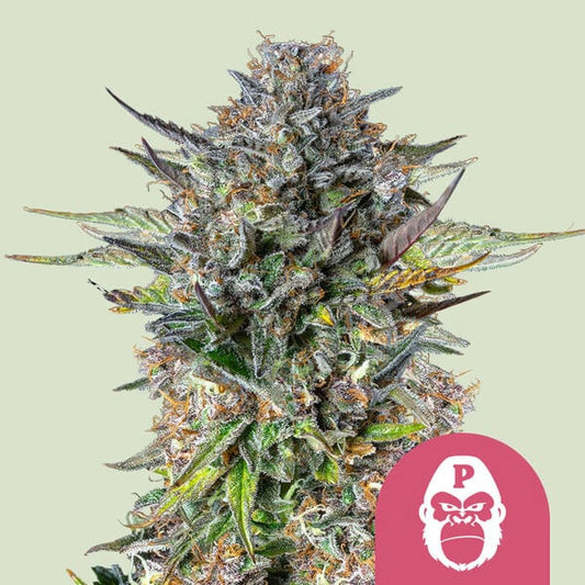 Pink Gorilla   3 u. fem. Royal Queen