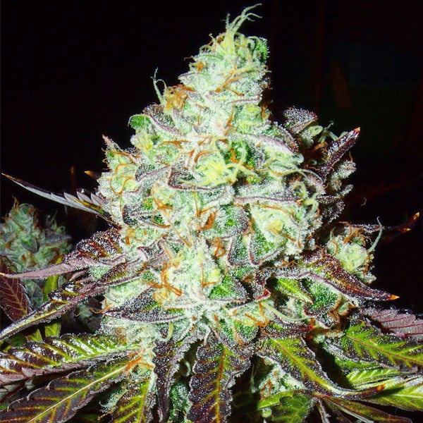 Pink Paletas 6 u. fem Karma Genetics