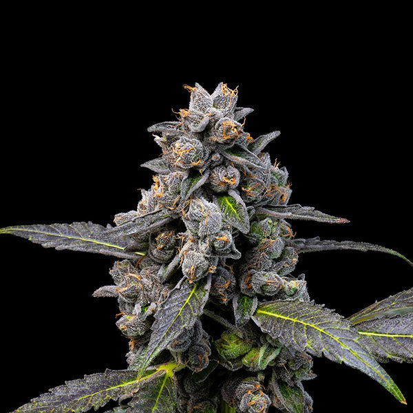 Pink Passion Fruit 6 u. fem Cookies Seed Bank