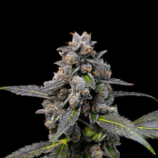 Pink Passion Fruit 6 u. fem Cookies Seed Bank