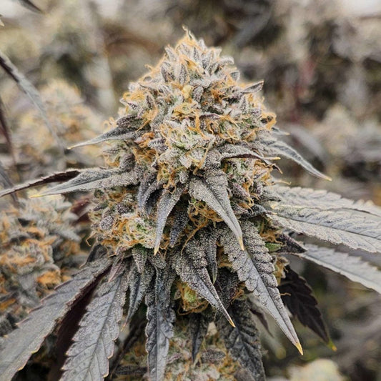 Pink Payton 6 pz. fem Karma Genetics