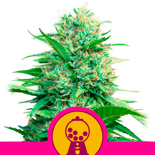 Pink Runtz  1 u. fem. Royal Queen