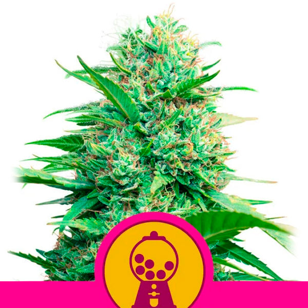 Pink Runtz 5 pz. fem. Royal Queen